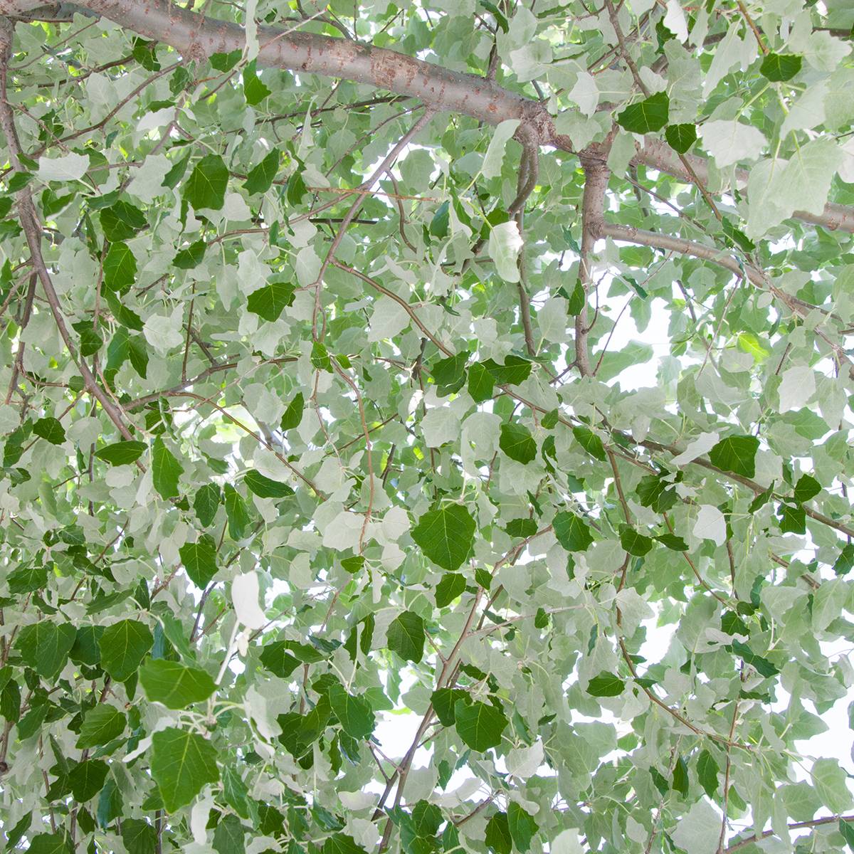 Promesse de Fleurs - Populus alba - Peuplier blanc, de Hollande Pot de 7,5L/10L - Image 1