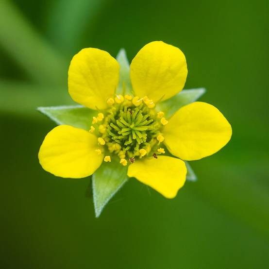 Geum urbanum - Benoîte commune. Godet de 8/9 cm