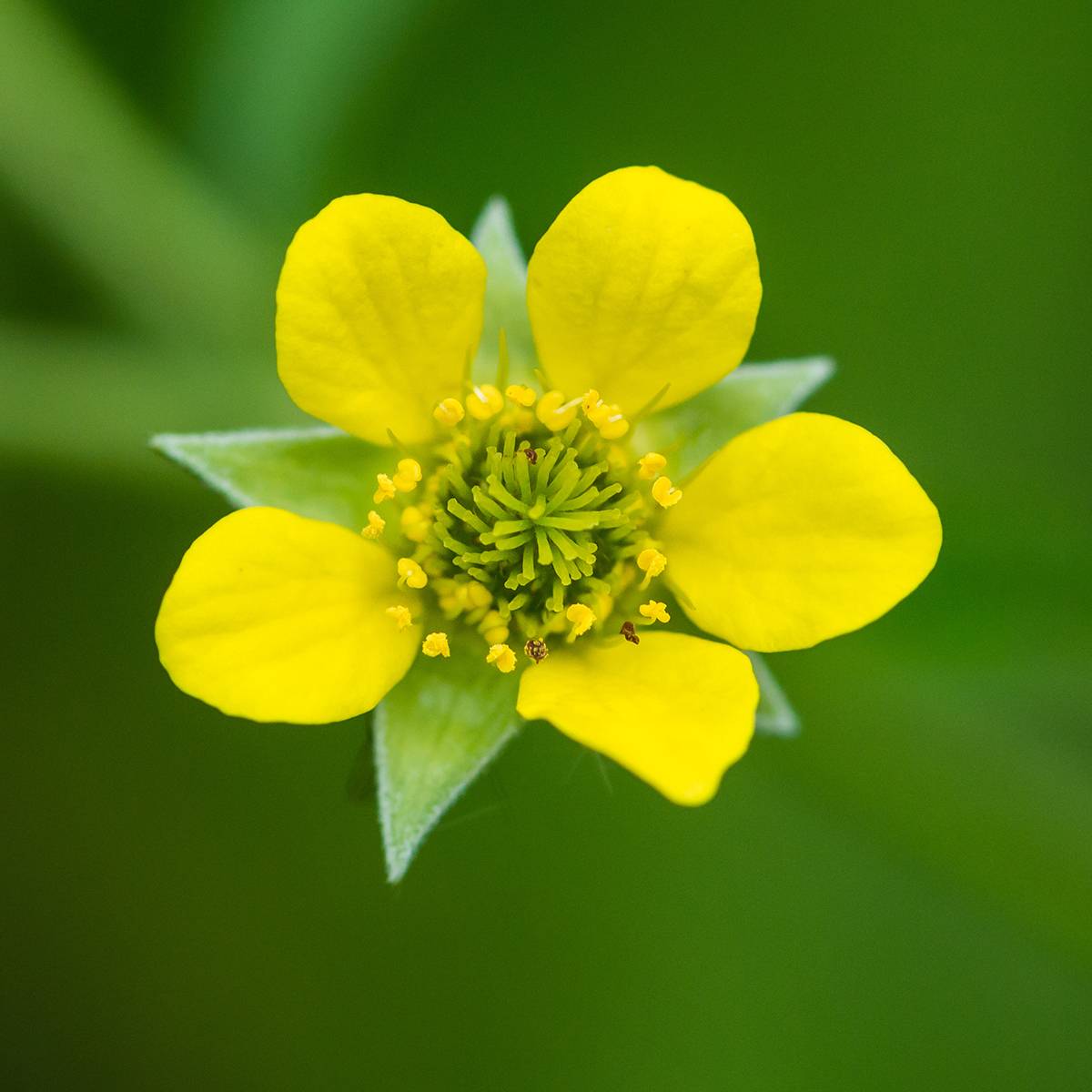 Geum urbanum - Benoîte commune. Godet de 8/9 cm