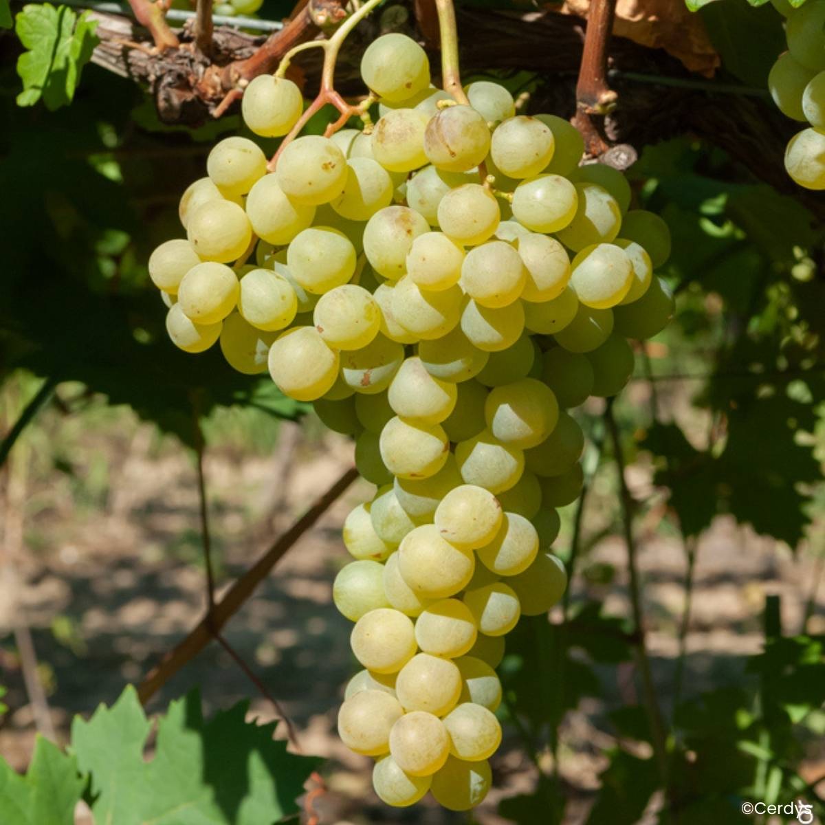 Promesse de Fleurs - Vigne Garant - Vigne de table dorée Pot de 1,5L/2L