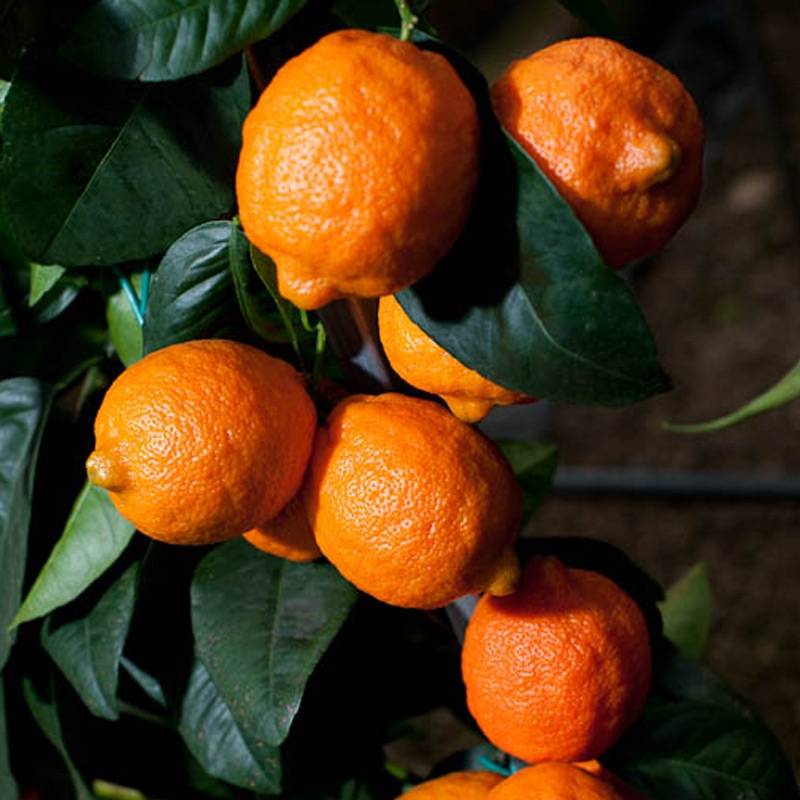 Citron vert Red Lime - Citrus aurantifolia Pot de 4L/5L, 1/4 de tige - Image 2