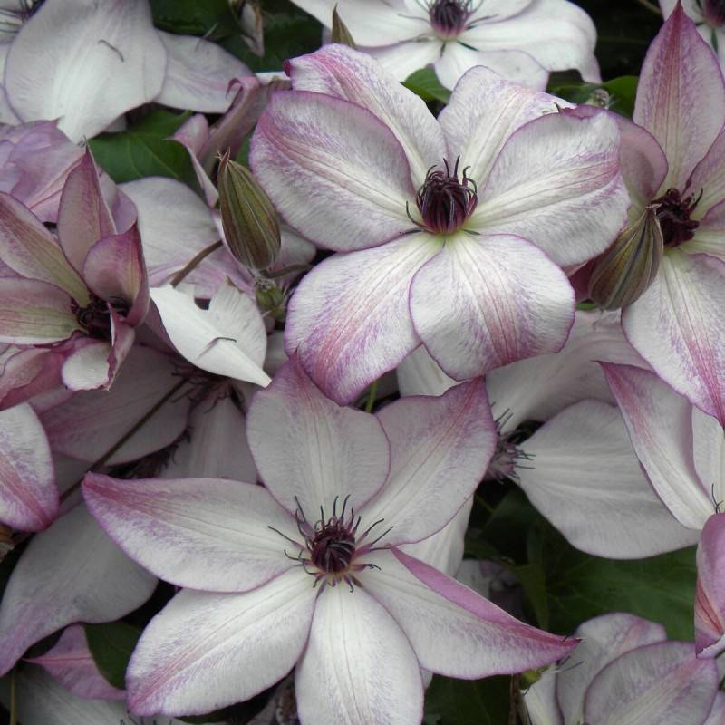 Clématite florida Fond Memories® à fleurs Blanche - feuillage Caduc - Pot de 3L - Echelle bambou 60/120 cm-  hauteur à maturité De 2,00 m à 2,50 m - Image 5