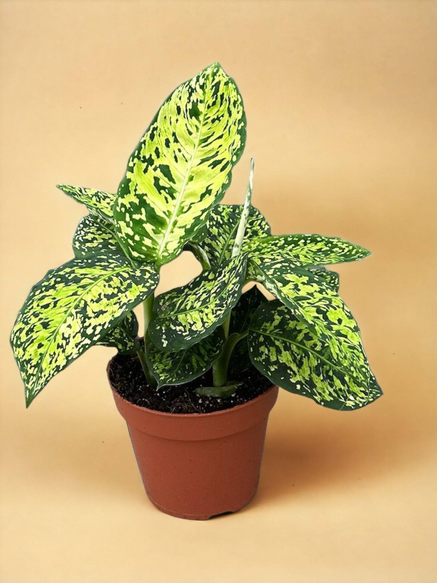 Dieffenbachia Reflector- La Green Touch