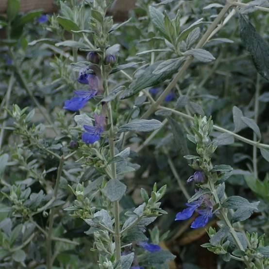 Germandrée arbustive à feuille grise - Sans traitement à fleurs Bleue - feuillage Caduc - Lot de 5 godets- hauteur à maturité De 0,15 m à 0,50 m