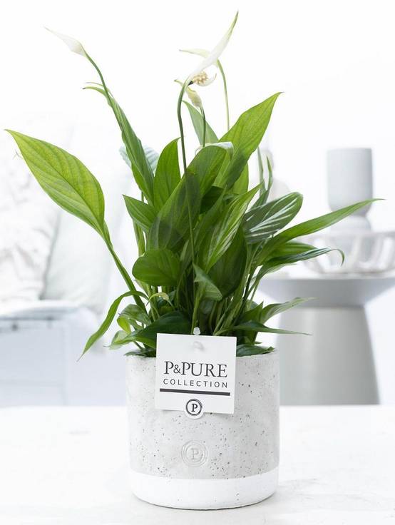Fleur de lune - Spathiphyllum - en pot céramique vert jade - Ø12cm - ↕35cm - Plantes d’intérieur - Image 1