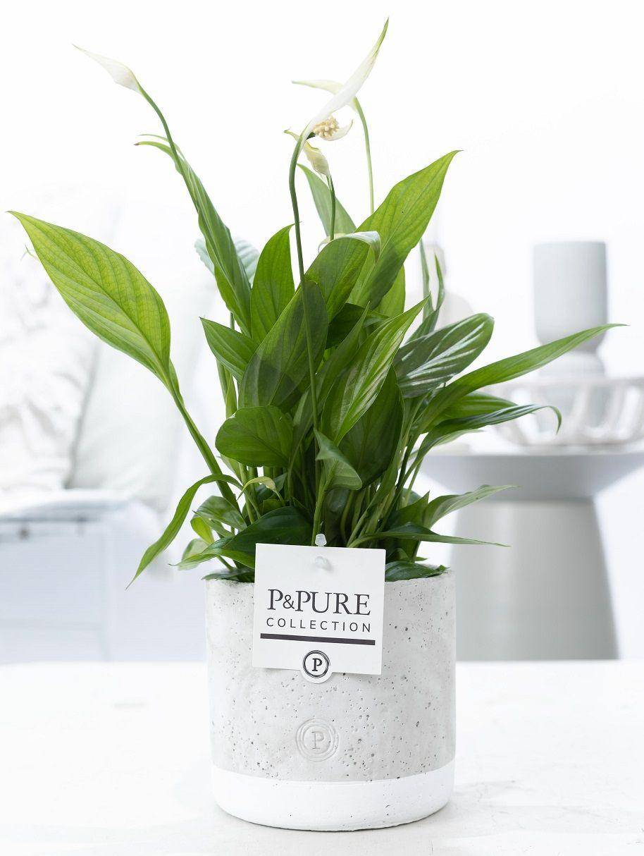 Fleur de lune - Spathiphyllum - en pot céramique vert jade - Ø12cm - ↕35cm - Plantes d’intérieur