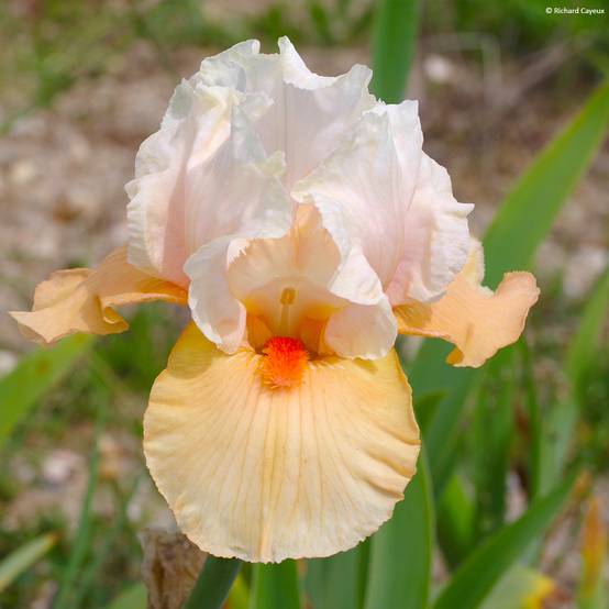 Iris germanica Bébé Rose - Iris de bordure Godet de 8/9 cm