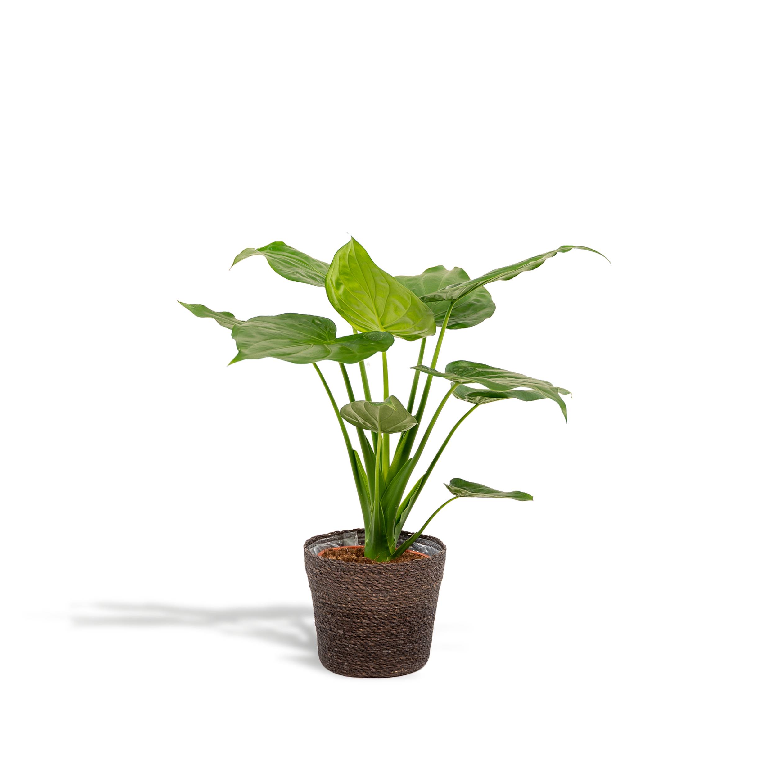 La Green Touch - Alocasia Cucullata et son panier en osier 55cm - Plante d'intérieur- La Green Touch - Image 1