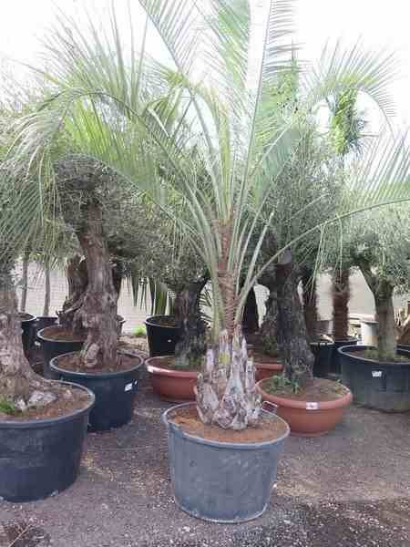 Sans Marque - Spécimen de Butia capitata (Palmier à vin ou gelée) Taille:Pot de 2 litres ? 20/30 cm - Image 5