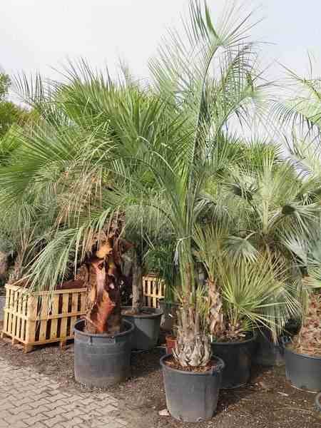 Sans Marque - Spécimen de Butia capitata (Palmier à vin ou gelée) Taille:Pot de 2 litres ? 20/30 cm - Image 4