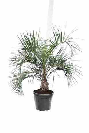 Sans Marque - Spécimen de Butia capitata (Palmier à vin ou gelée) Taille:Pot de 2 litres ? 20/30 cm - Image 2