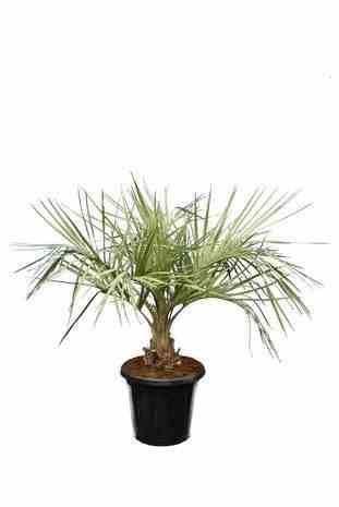 Sans Marque - Spécimen de Butia capitata (Palmier à vin ou gelée) Taille:Pot de 2 litres ? 20/30 cm