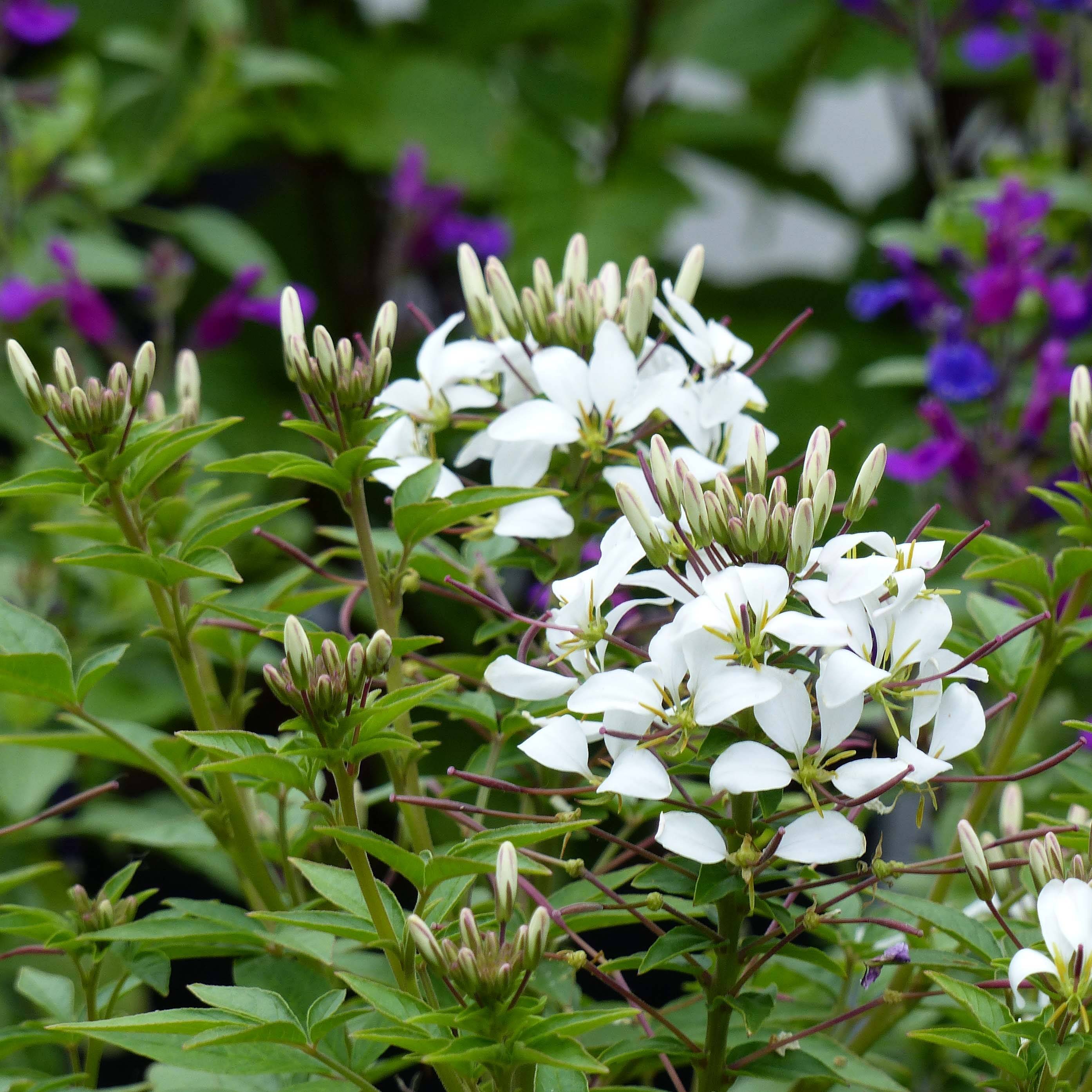 Cléome Senorita Blanca Mini-motte Ø 3/4 cm, Plant vert de 5 à 10 cm de haut (par 3)