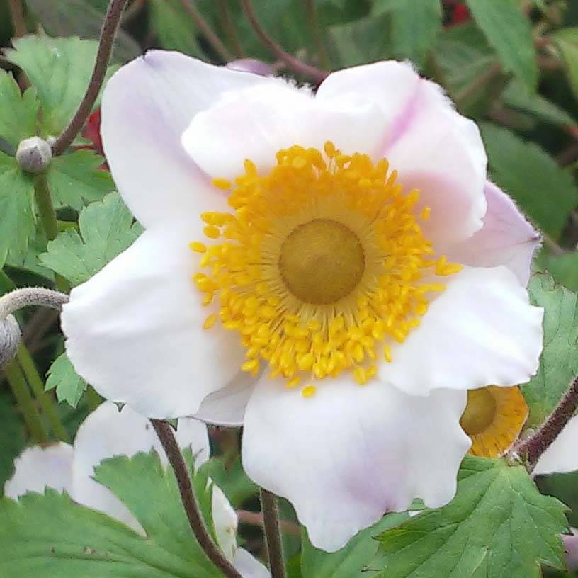Promesse de Fleurs - Anemone hybride Elfin Swan - Anémone japonaise. Pot de 2L/3L
