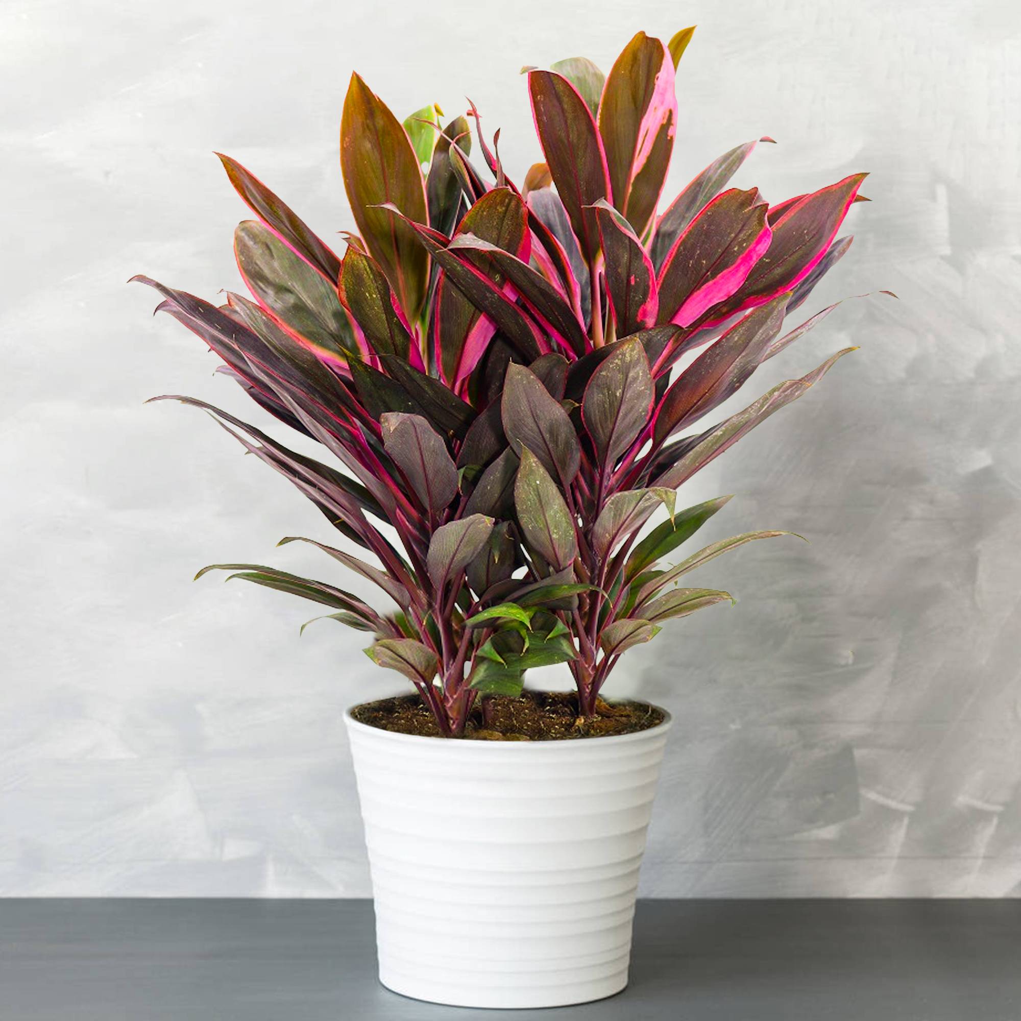 Gardenersdream - 1 X Cordyline Tango (Lili Club) Gadernersdream - Arbuste En Pot - Faciles À Entretenir - Plante Naturelle De 30-40 Cm - GardenersDream - Image 1