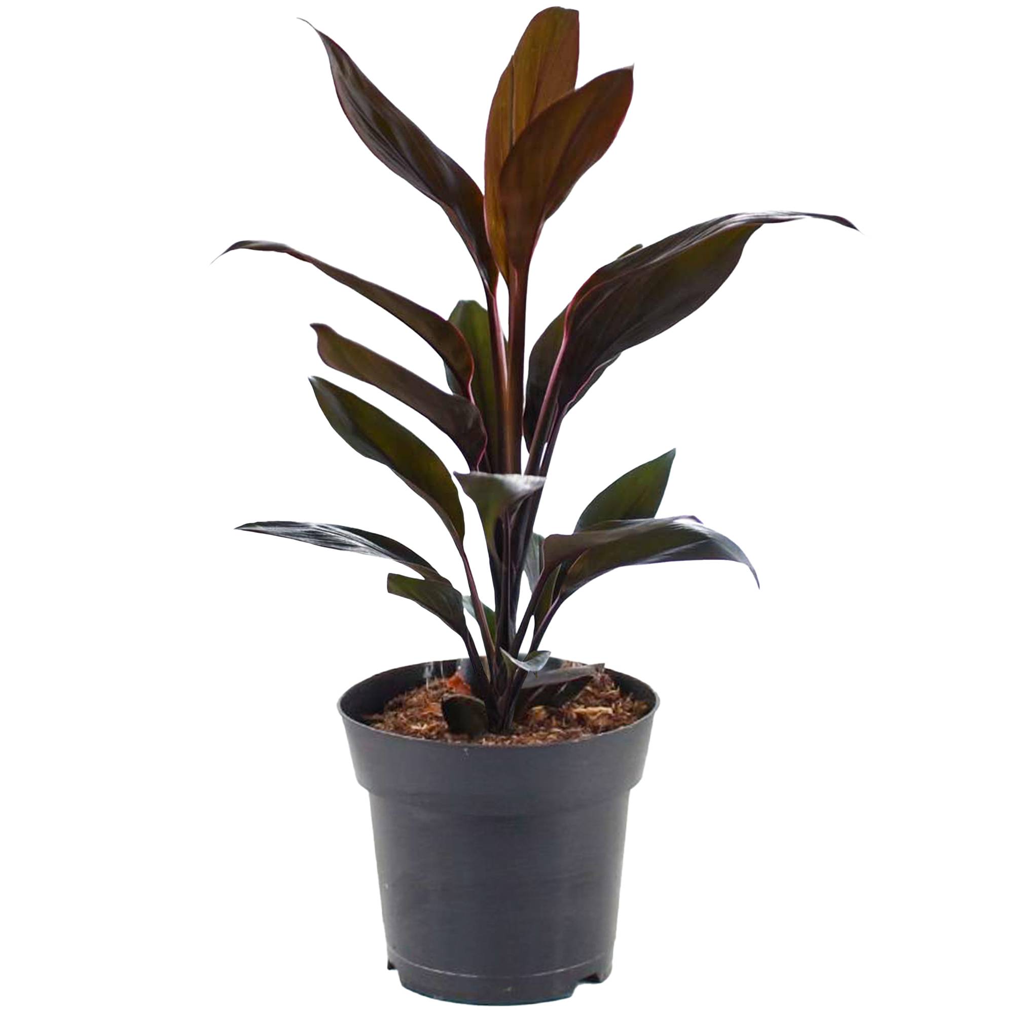 Gardenersdream - 1 X Cordyline Tango (Lili Club) Gadernersdream - Arbuste En Pot - Faciles À Entretenir - Plante Naturelle De 30-40 Cm - GardenersDream - Image 2