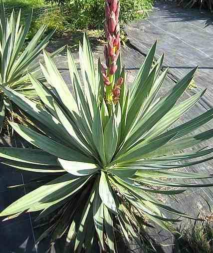 0 - Yucca gloriosa (Dague espagnole) pot de 110L 100/125cm - Image 2