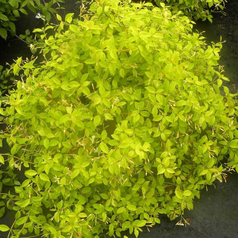 Jasmin étoilé Golden Memories® à fleurs Jaune - feuillage Persistant - Pot de 1,5L - Tuteur bambou 30/60 cm-  hauteur à maturité De 3,00 m à 5,00 m - Image 1
