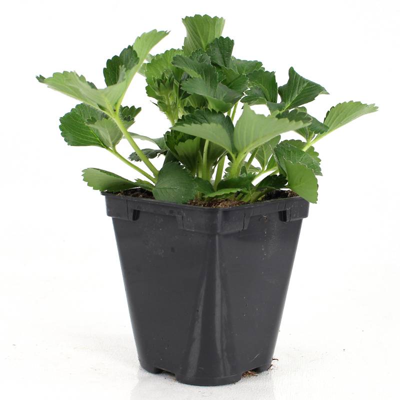 Plant de fraisier remontant Mount Everest  pot de 0,5 litre - Image 2