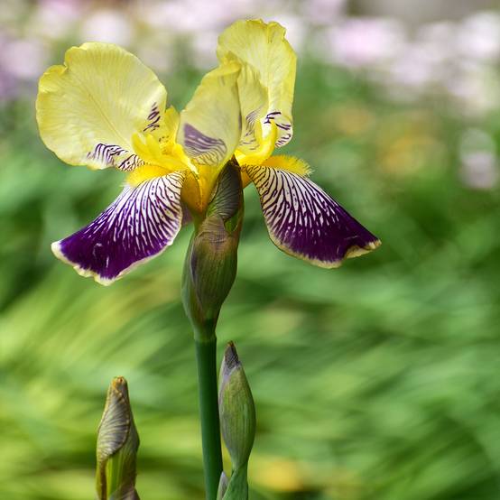 Iris germanica Stellata - Iris des jardins Godet de 8/9 cm
