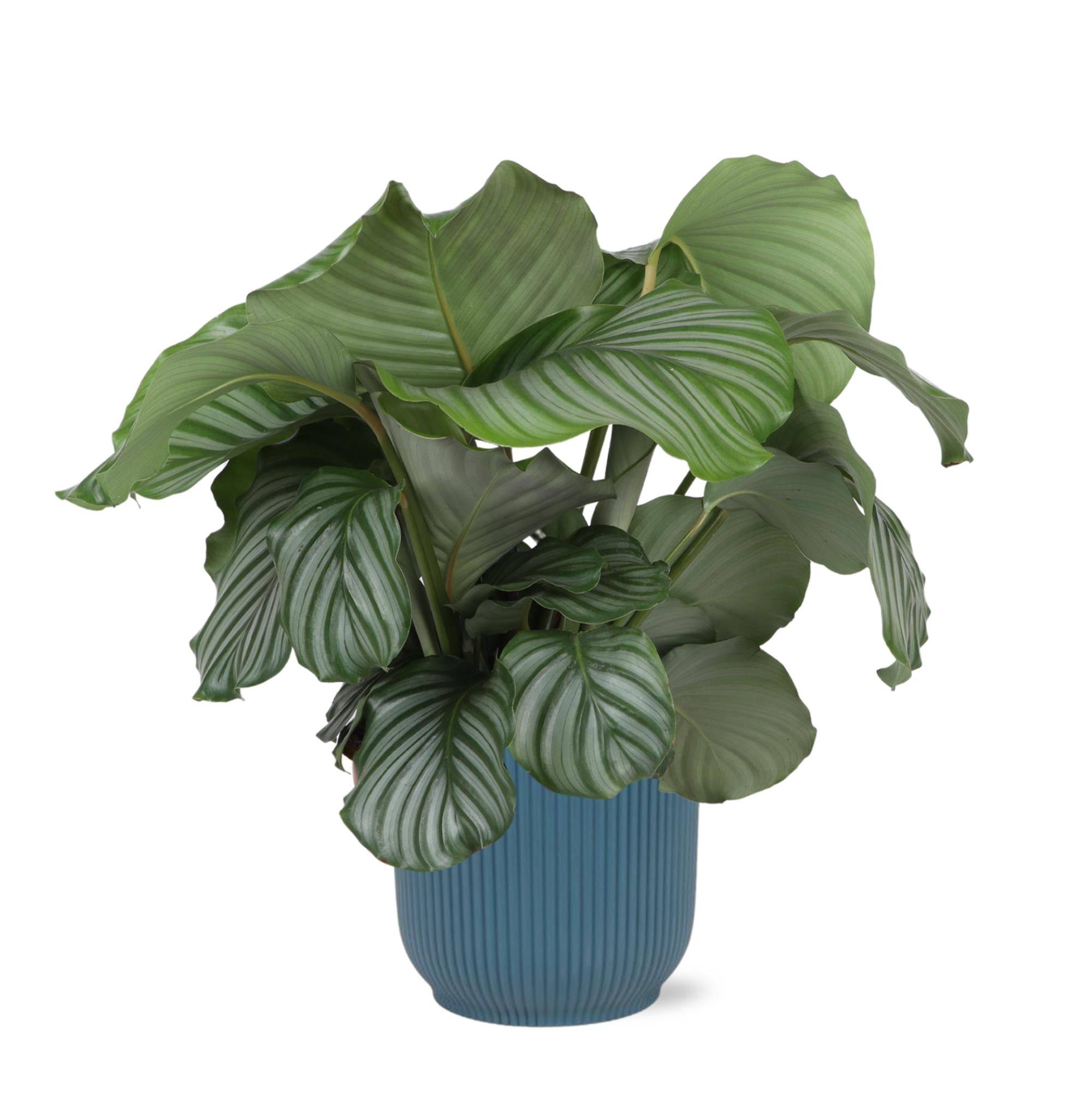 La Green Touch - Calathea Orbifolia et son pot- La Green Touch Relief Bleu - Hauteur 70cm