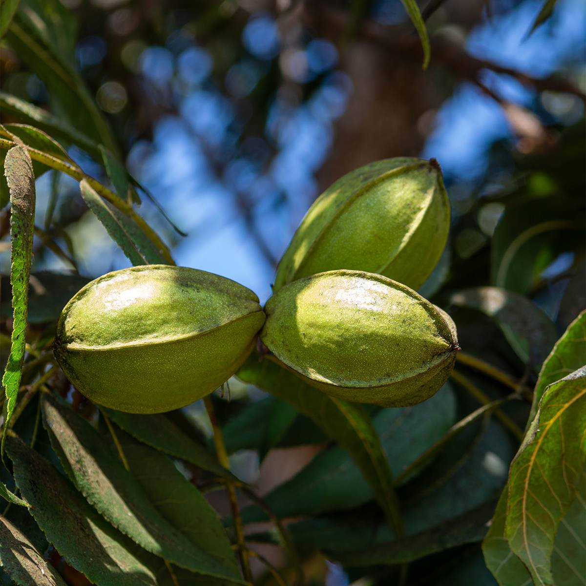 Carya illinoinensis Delmas - Noix de Pécan - Pacanier Pot de 6L/7L