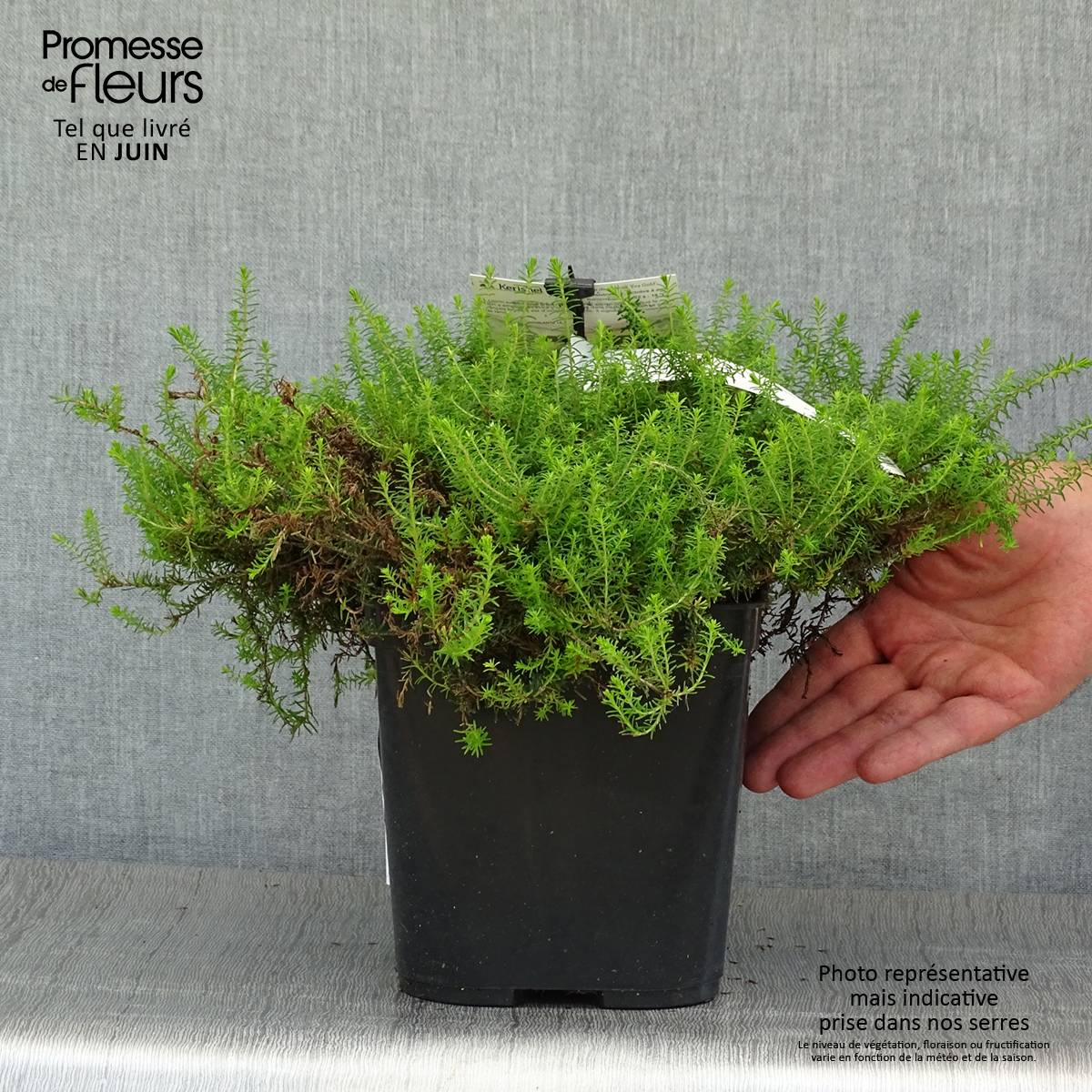Erica x darleyensis Eva Gold - Bruyère d'hiver Pot de 1L/1,5L - Image 2