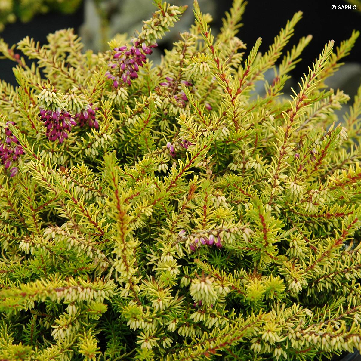 Erica x darleyensis Eva Gold - Bruyère d'hiver Pot de 1L/1,5L - Image 1