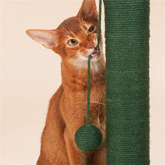 Griffoir en forme d'arbre cactus pour chat, en sisal avec boule jouet, facile à assembler Lytech - Image 6
