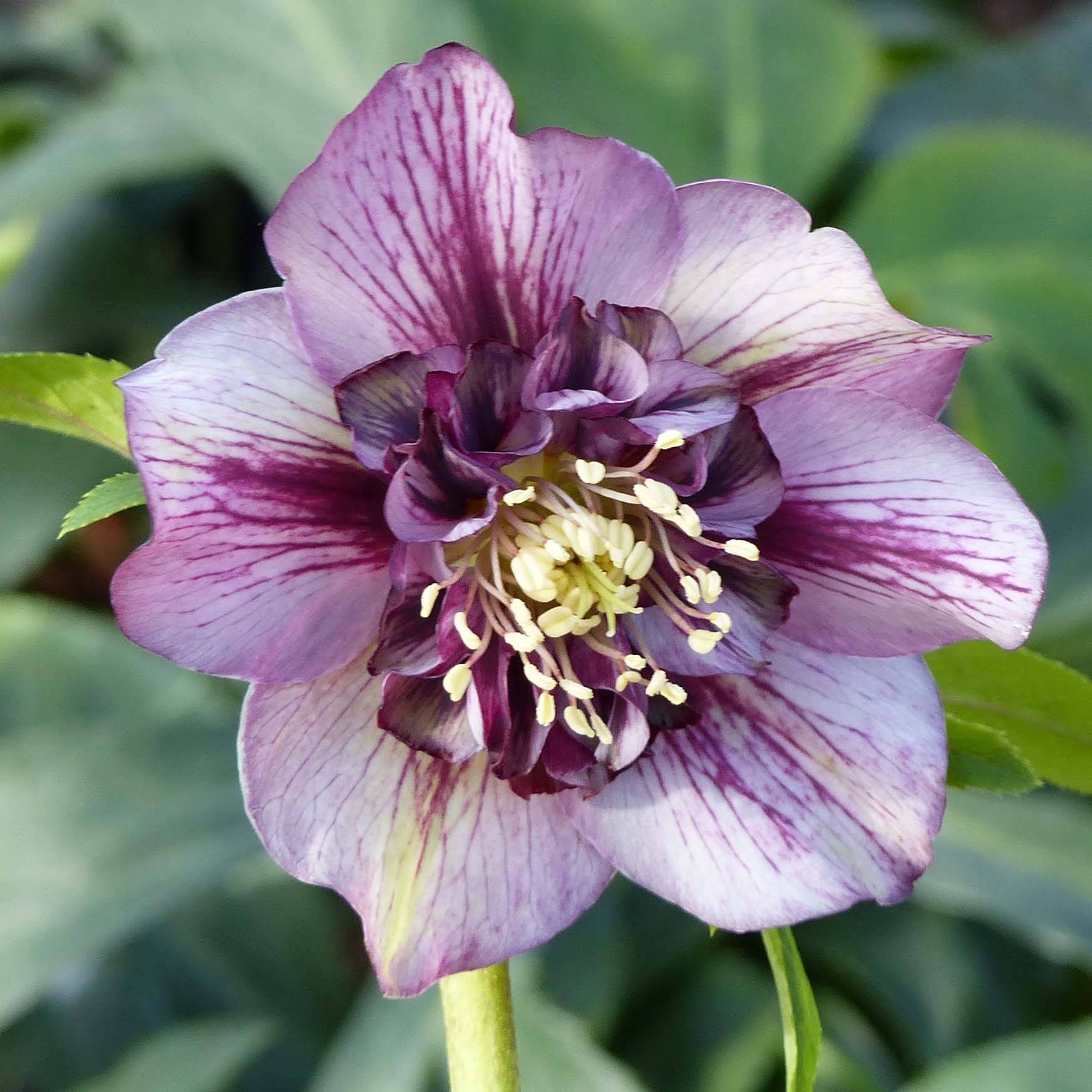Promesse de Fleurs - Hellébore orientale Anémone Picotee Pot de 2L/3L