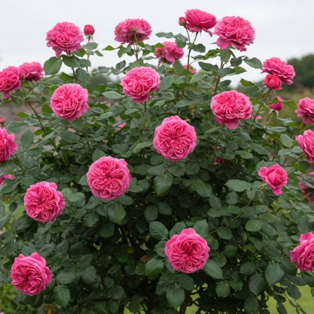 Rosier à grandes fleurs Audrey Fleurot® 'Meicatess' à fleurs Rose/ - feuillage Caduc - Pot de 3L - 20/40 cm