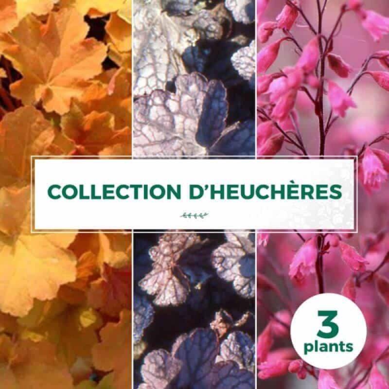 Collection de 3 Heuchères - Godet 9cm - Pépinières Naudet - Image 1