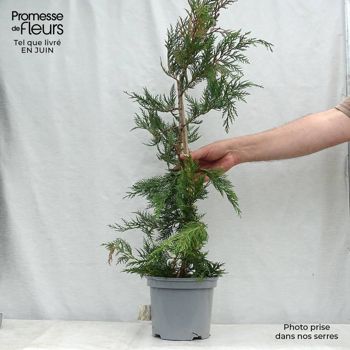 Promesse de Fleurs - Cyprès de Leyland - Cupressocyparis leylandii Pot de 4L/5L - Image 2