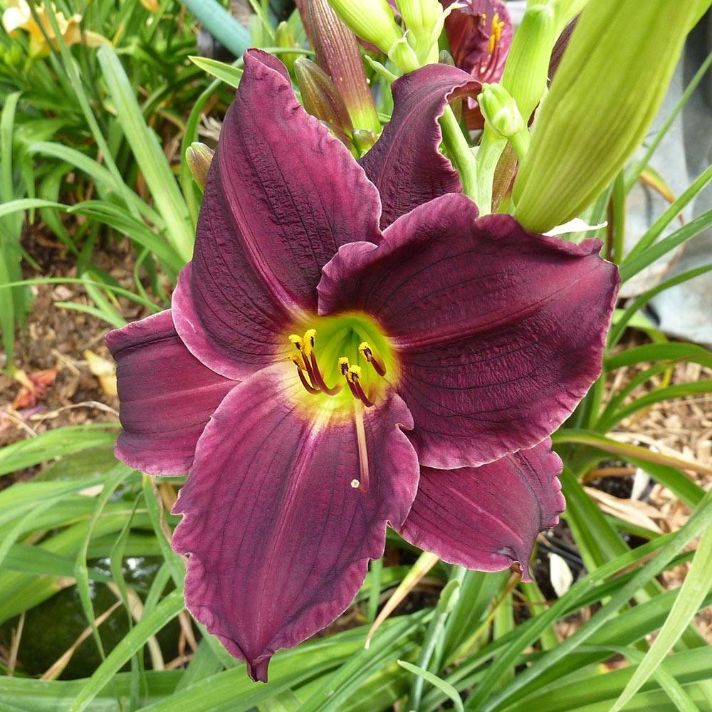 Promesse de Fleurs - Hémérocalle Grape Velvet - Lis d'un jour Godet de 8/9 cm
