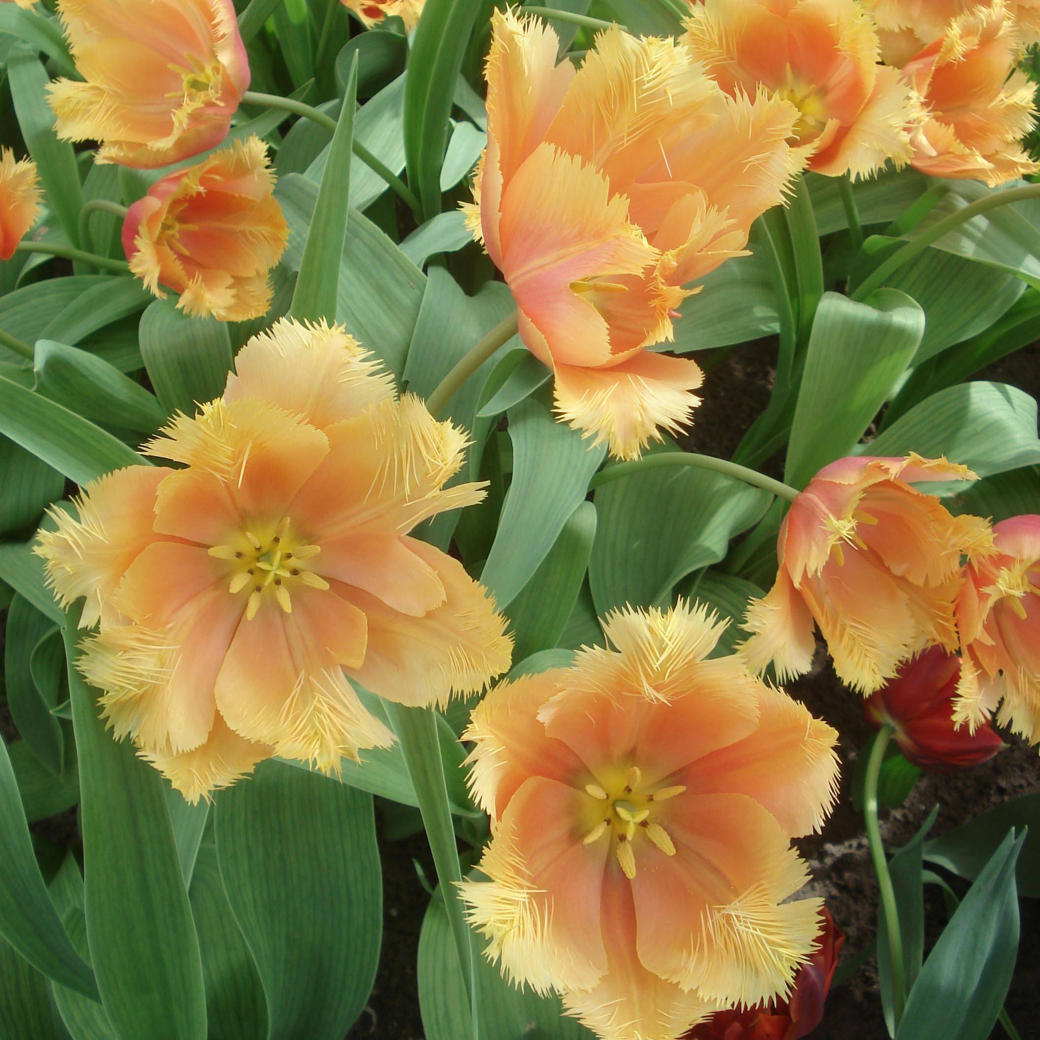 Promesse de Fleurs - Tulipe dentelée Lambada Bulbe calibre 11+ (par 10)