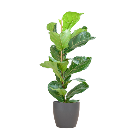 La Green Touch - Ficus Lyrata Pot Gris - D21 H80cm - Image 1