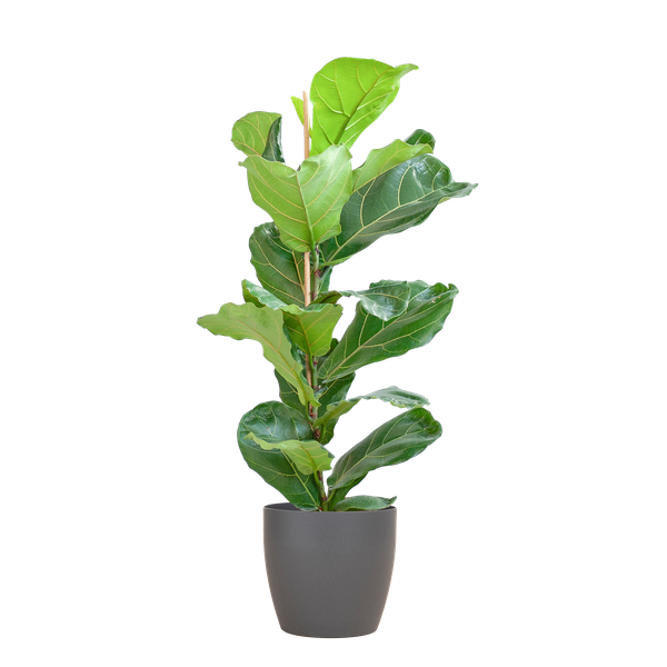 La Green Touch - Ficus Lyrata Pot Gris - D21 H80cm - Image 1
