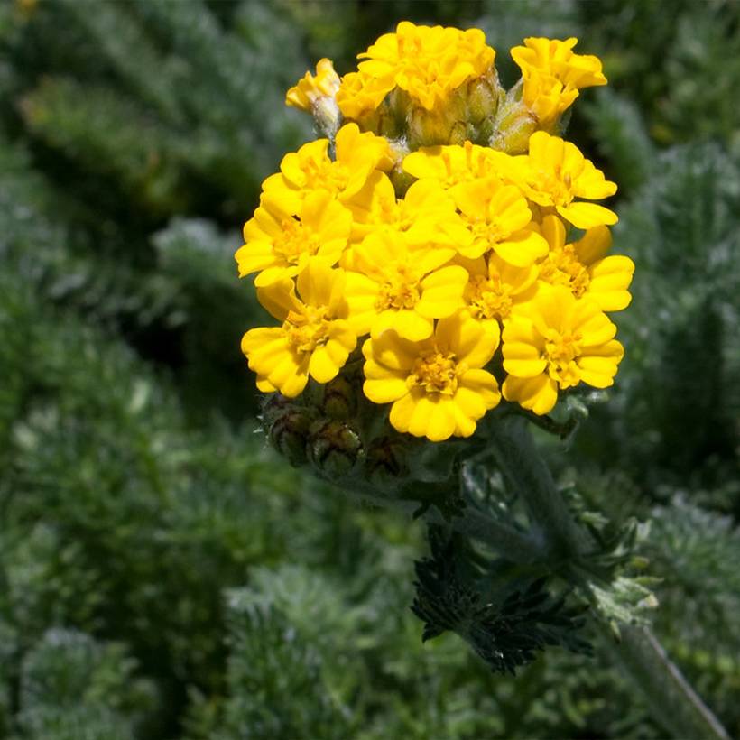 Promesse de Fleurs - Achillea tomentosa Aurea (Maynard's Gold) - Achillée laineuse Godet de 8/9 cm
