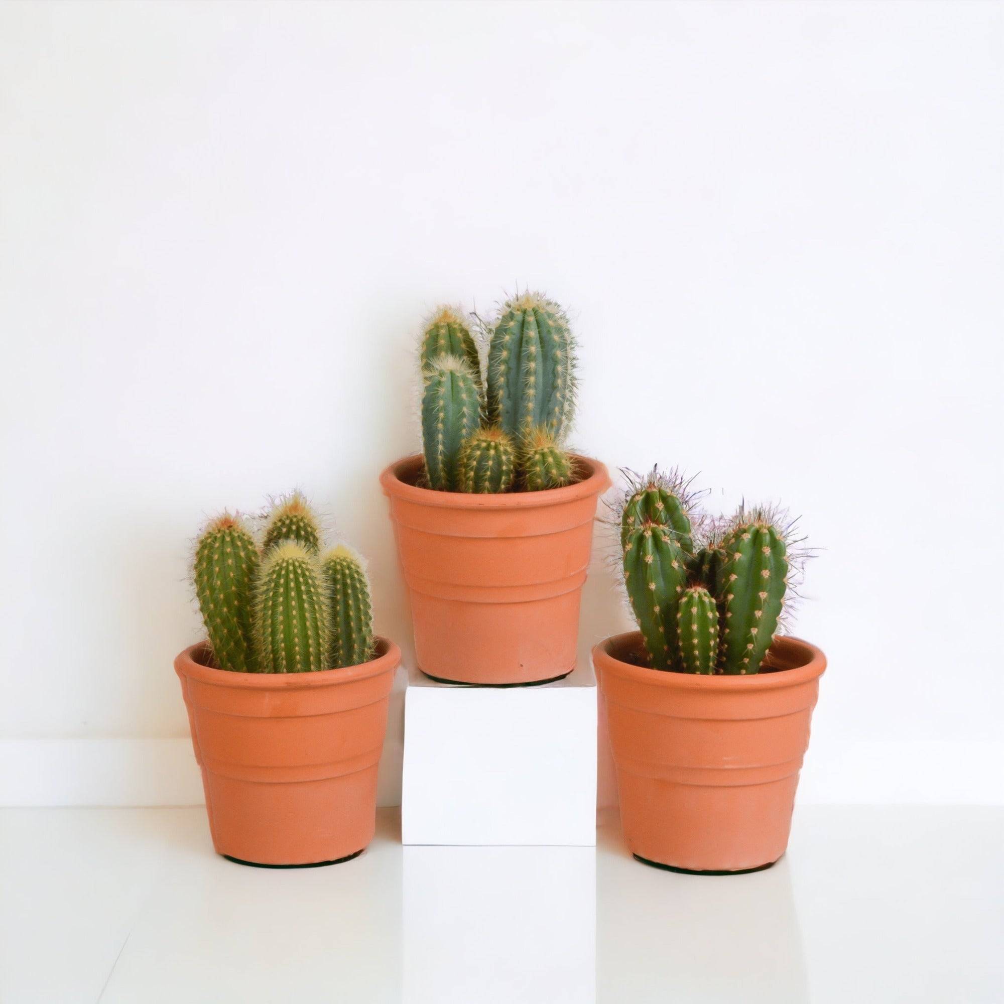 Coffret cactus et ses caches-pots terracotta - Lot de 3 plantes, h23cm- La Green Touch - Image 1