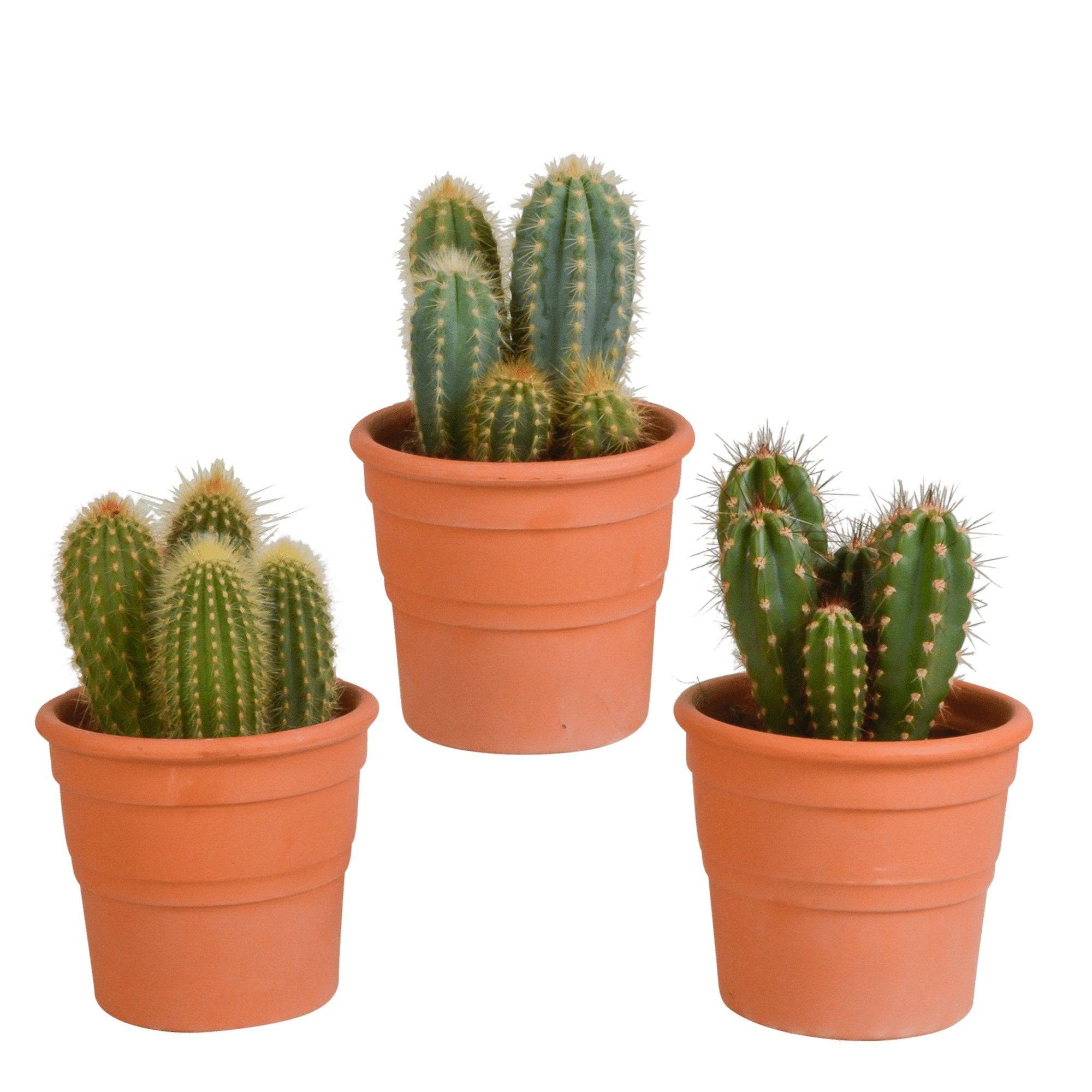 Coffret cactus et ses caches-pots terracotta - Lot de 3 plantes, h23cm- La Green Touch - Image 3
