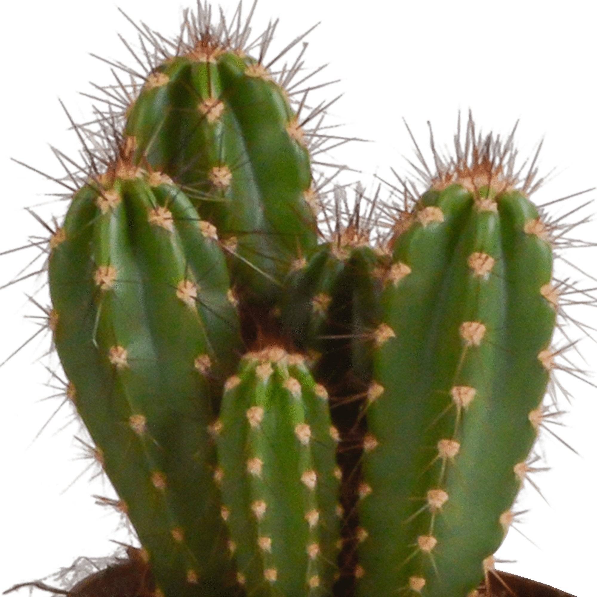 Coffret cactus et ses caches-pots terracotta - Lot de 3 plantes, h23cm- La Green Touch - Image 6