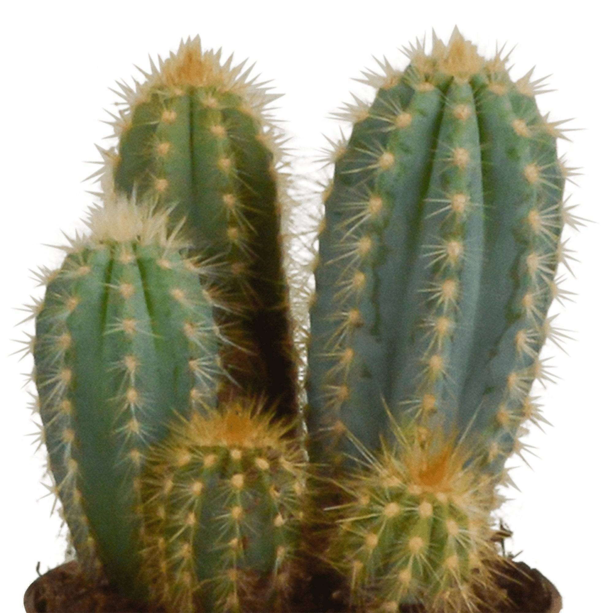 Coffret cactus et ses caches-pots terracotta - Lot de 3 plantes, h23cm- La Green Touch - Image 5