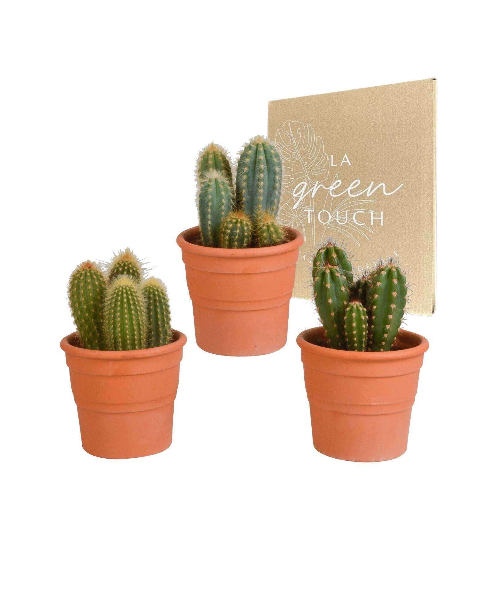 Coffret cactus et ses caches-pots terracotta - Lot de 3 plantes, h23cm- La Green Touch - Image 2