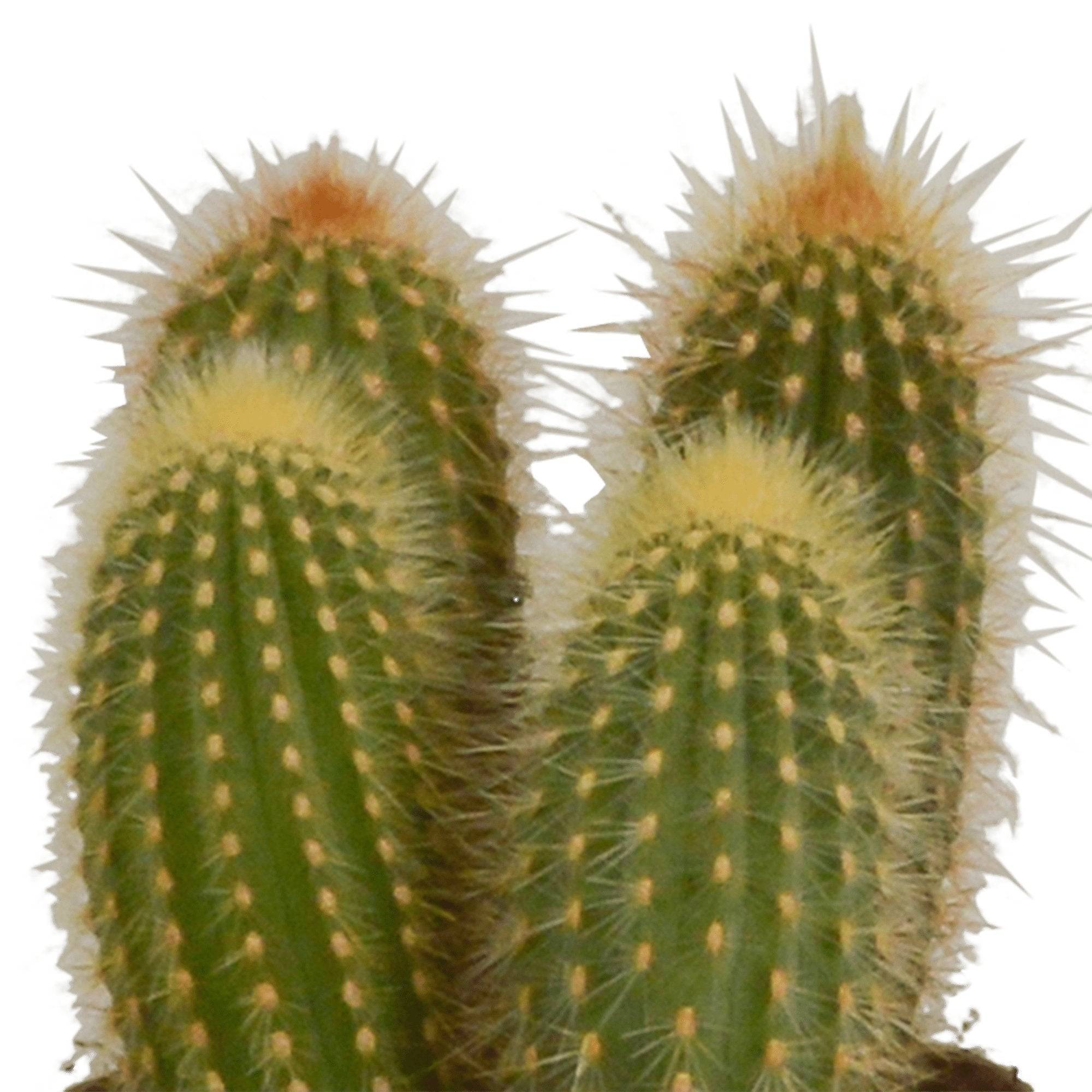 Coffret cactus et ses caches-pots terracotta - Lot de 3 plantes, h23cm- La Green Touch - Image 4