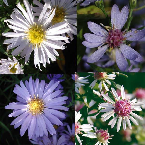Promesse de Fleurs - Massif Asters - Collection de 5 plantes