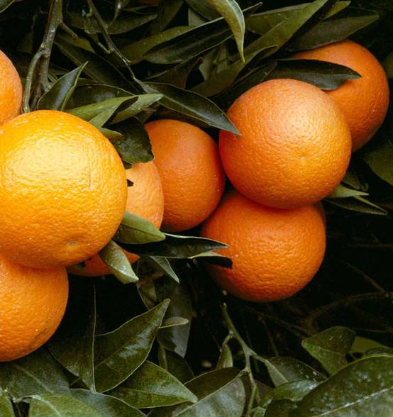 0 - Citrus clementina var.Marisol (précoce petit fruit sucré peu acide) Pot de 9 litres -140/160 cm - Image 2
