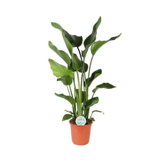 Strelitzia Nicolai - D24 H110cm - Image 1