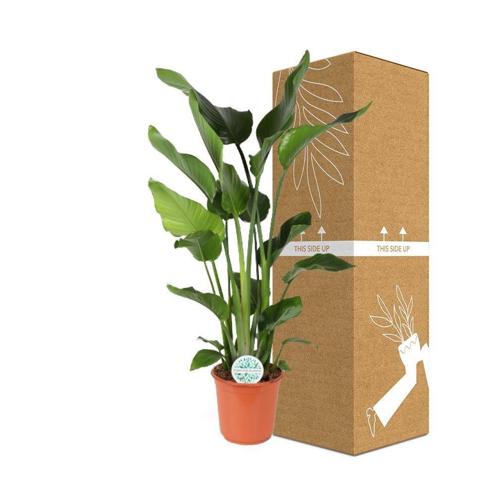 Strelitzia Nicolai - D24 H110cm - Image 3