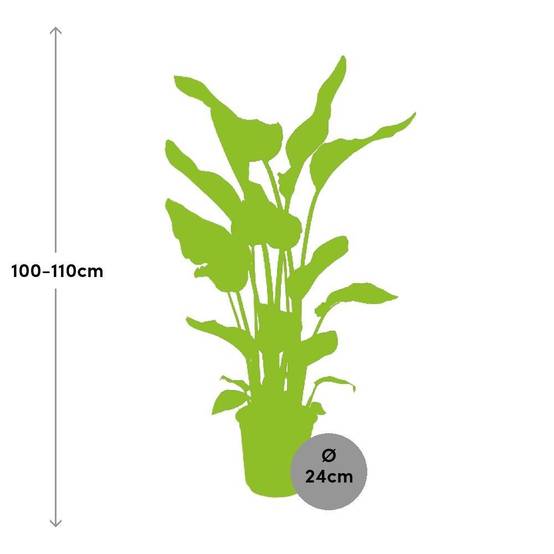 Strelitzia Nicolai - D24 H110cm - Image 2