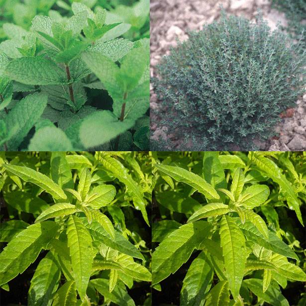 Collection de 3 herbes pour thés et infusions en plants - Collection de 3 plantes